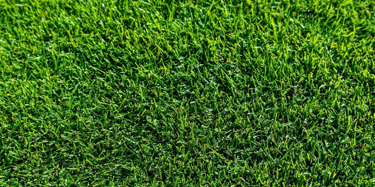 Tahoma 31 Hawaiian Turfgrass